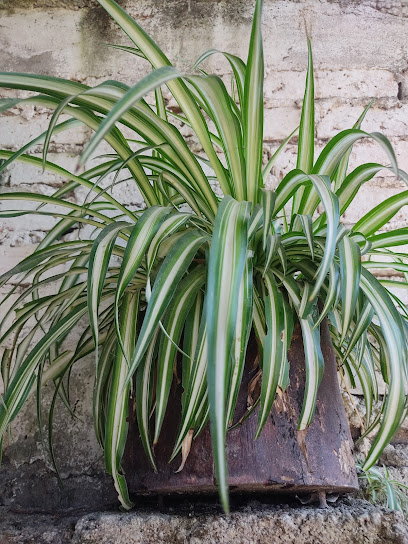 Carpintería El Colibrí en Tepic