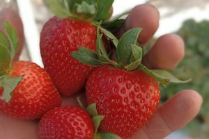 Maderería San Jose en Zamora