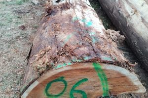 Comercializadora de Maderas San Jose en Chetumal